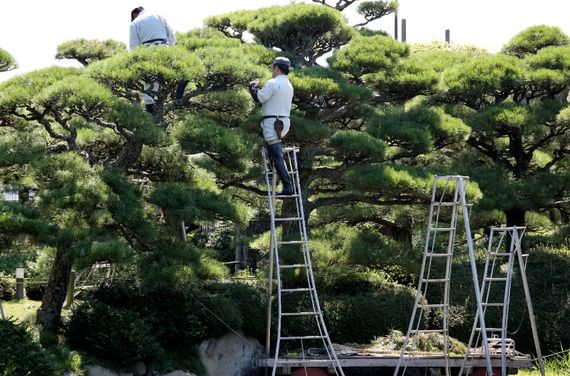 植木のメンテナンス