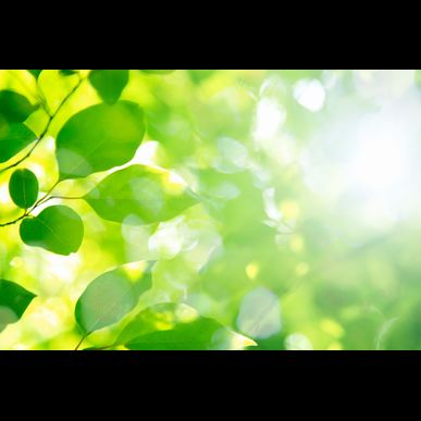 埼玉で庭造りをお考えでしたら安い当社にご連絡ください