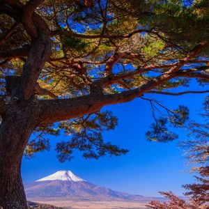 埼玉で植栽をご依頼でしたら安い価格の当社がおすすめです