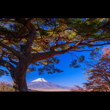 埼玉で植栽をご依頼でしたら安い価格の当社がおすすめです