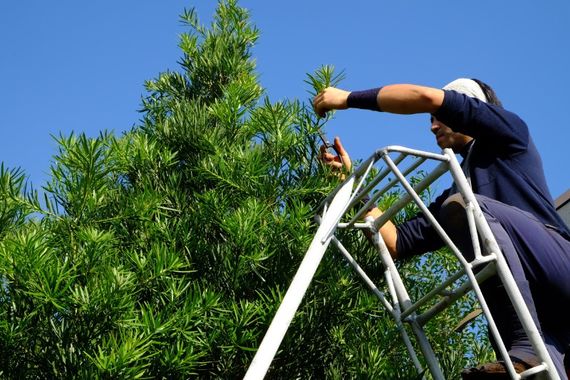 剪定を行い庭木