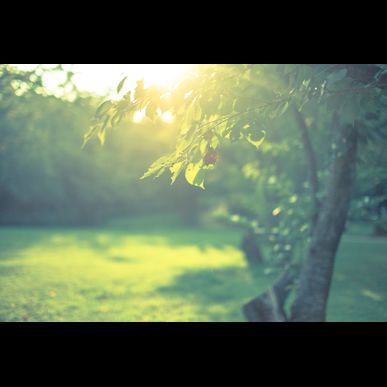 埼玉の費用の安い伐採工事なら日生グリーンまで