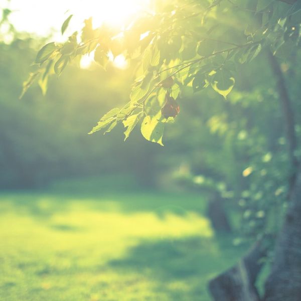 埼玉の費用の安い伐採工事なら日生グリーンまで